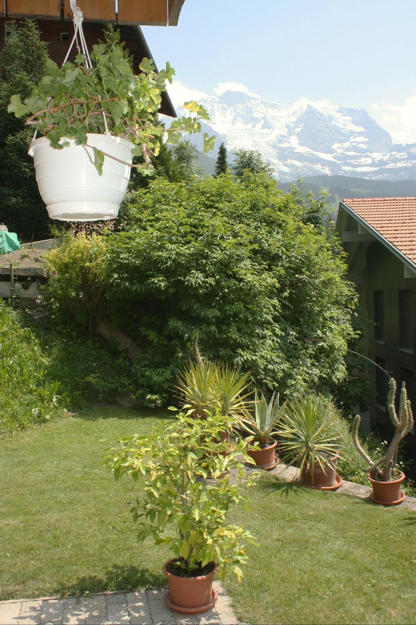 Chalet Protea Венген Екстер'єр фото